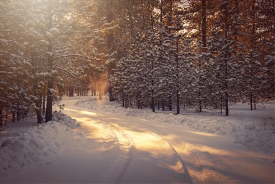 被雪覆盖的道路树木白天之间
